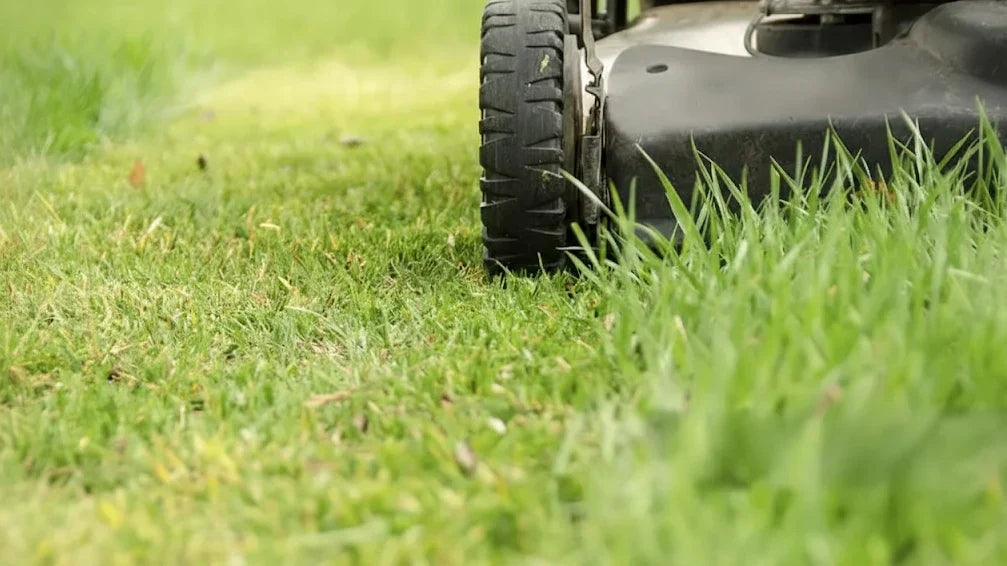 cut grass