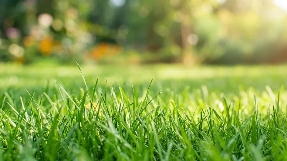 green grass