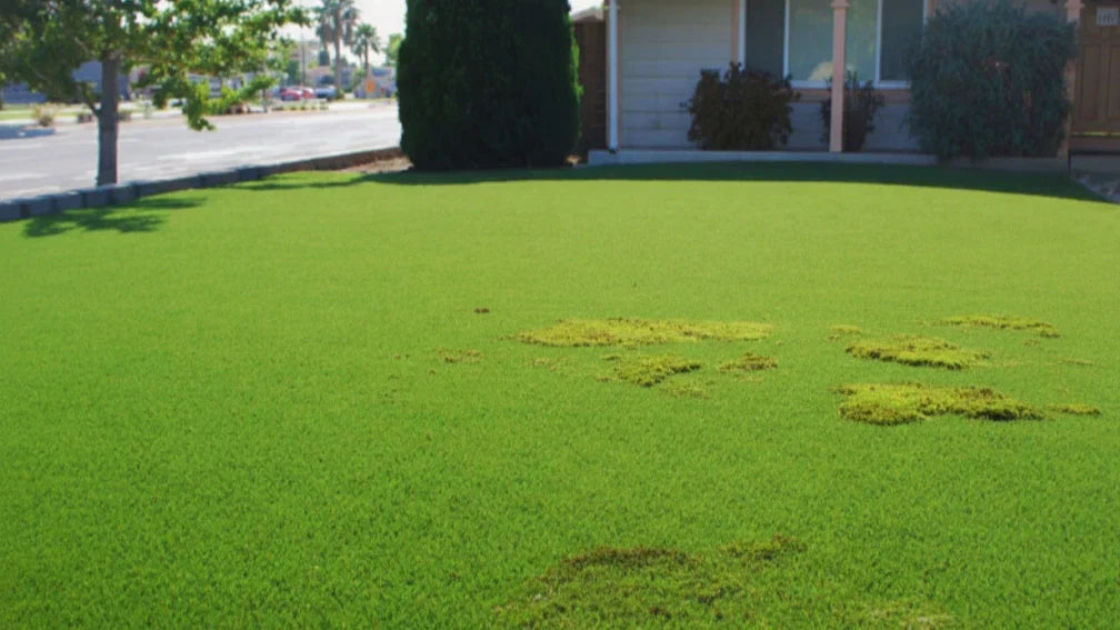 moss